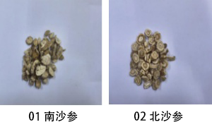 02北沙參.png