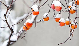 健康促進丨立冬:潛陽養(yǎng)精正當時