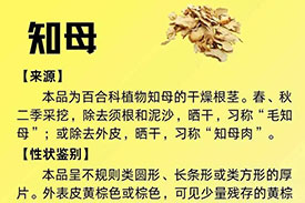 每周一藥 | 清熱藥 | 知母